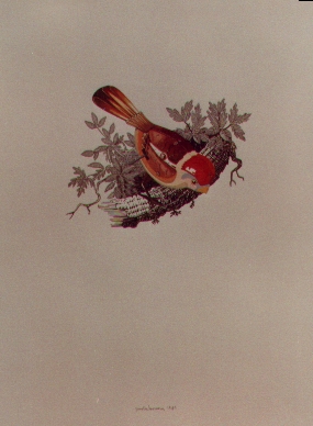 Uccellino di latta, 1980, acquerello, cm 25x30
