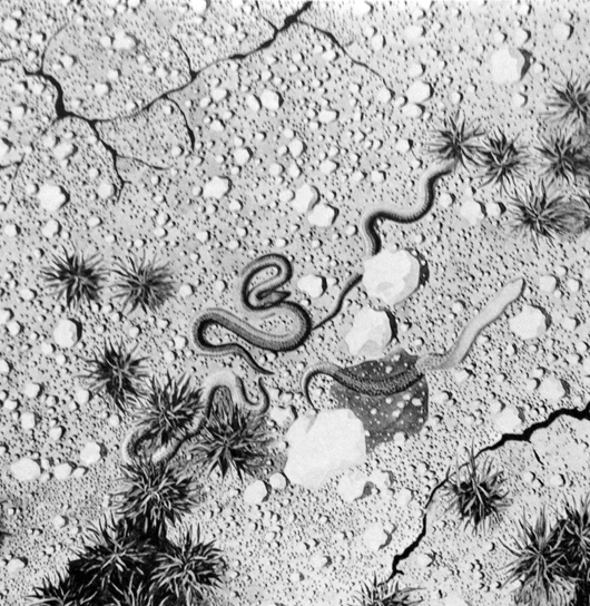 Le serpi, 1974, acquerello, cm 50x50